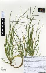 Attēlu rezultāti vaicājumam “Digitaria ischaemum leaf”