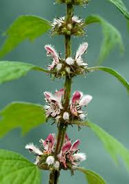 Image result for Leonurus cardiaca