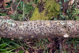 Attēlu rezultāti vaicājumam “Biscogniauxia marginata”