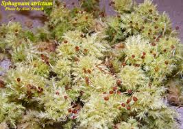 Attēlu rezultāti vaicājumam “Sphagnum compactum”