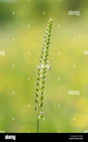 Attēlu rezultāti vaicājumam “Cynosurus cristatus”