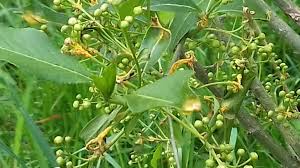 Attēlu rezultāti vaicājumam “Melampsora epitea”