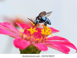 Attēlu rezultāti vaicājumam “Lamprotettix nitidulus”