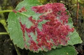 Attēlu rezultāti vaicājumam “Acalitus longisetosus”