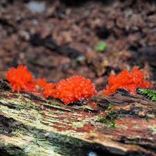 Attēlu rezultāti vaicājumam “Tubifera sp.”