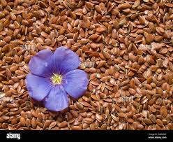Image result for Linum usitatissimum