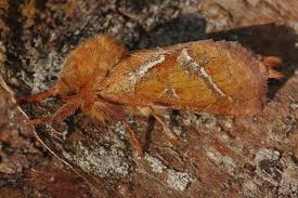 Attēlu rezultāti vaicājumam “Hepialus sylvina”