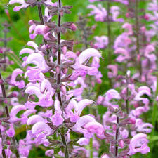 Image result for Salvia pratensis `Rose Rhapsody