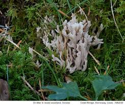 Attēlu rezultāti vaicājumam “Clavulina cinerea”