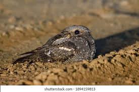 Attēlu rezultāti vaicājumam “Caprimulgus europaeus adult”