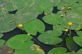 Attēlu rezultāti vaicājumam “Nuphar lutea leaf”