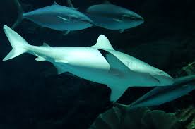 Image result for Carcharhinus amblyrhynchos