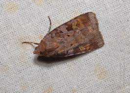 Attēlu rezultāti vaicājumam “Diarsia brunnea”