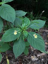 Attēlu rezultāti vaicājumam “Impatiens parviflora leaf”