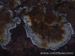 Attēlu rezultāti vaicājumam “Phlebiopsis gigantea”