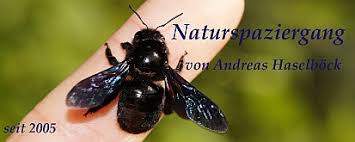 Attēlu rezultāti vaicājumam “Charissa ambiguata”