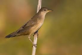 Image result for Locustella luscinioides