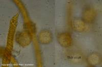 Attēlu rezultāti vaicājumam “Oligonema persimile spores”