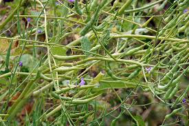 Image result for Raphanus sativus ssp. Oleiformes