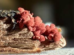 Attēlu rezultāti vaicājumam “Cribraria argillacea stalked”