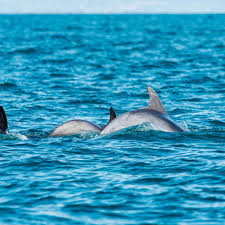 Afbeeldingsresultaat voor dolfijnen