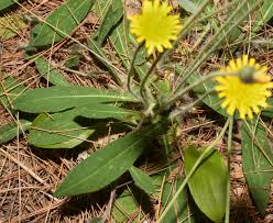 Image result for Hieracium pilosella