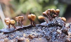 Attēlu rezultāti vaicājumam “Hemitrichia sordivesiculosa spores”