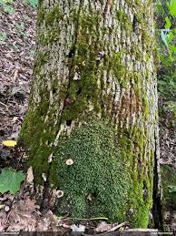 Attēlu rezultāti vaicājumam “Lycogala succineum”