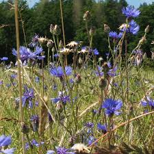 Attēlu rezultāti vaicājumam “Cyanus segetum flower”
