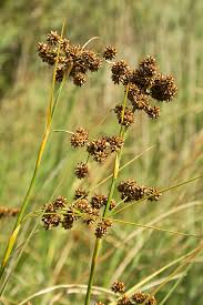 Attēlu rezultāti vaicājumam “Cladium mariscus flower”