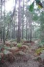 SU5071 : Pine trees at Cold Ash Common. near to Longlane, West Berkshire, - via Daymix