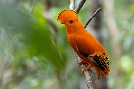 Attēlu rezultāti vaicājumam “Scapania apiculata”