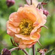 Attēlu rezultāti vaicājumam “Geum”