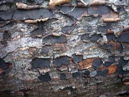 Attēlu rezultāti vaicājumam “Biscogniauxia granmoi”