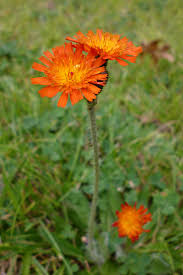 Image result for Hieracium aurantiacum