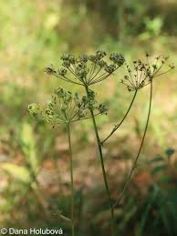 Attēlu rezultāti vaicājumam “Peucedanum oreoselinum flower”