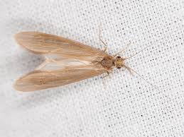 Attēlu rezultāti vaicājumam “Oecetis ochracea”