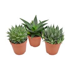 Image result for Haworthia mix