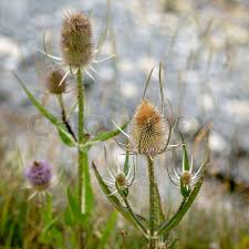 Attēlu rezultāti vaicājumam “Grypocoris sexguttatus”