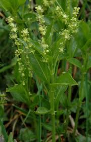 Attēlu rezultāti vaicājumam “Mercurialis perennis flower”