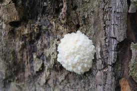 Attēlu rezultāti vaicājumam “Brefeldia maxima young”