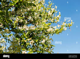 Attēlu rezultāti vaicājumam “Exochorda giraldii var. wilsonii”