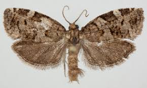 Attēlu rezultāti vaicājumam “Dichelia histrionana”