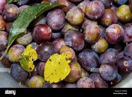 Attēlu rezultāti vaicājumam “Prunus domestica subsp. insitita fruit”