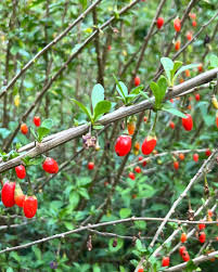 Attēlu rezultāti vaicājumam “Hordelymus europaeus fruit”