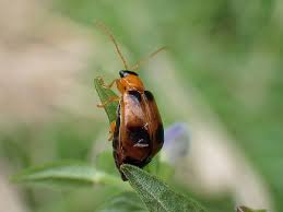Attēlu rezultāti vaicājumam “Phyllobrotica quadrimaculata”