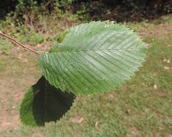 Attēlu rezultāti vaicājumam “Ulmus laevis leaf”