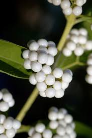 Attēlu rezultāti vaicājumam “Weissia brachycarpa”