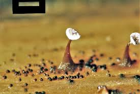 Attēlu rezultāti vaicājumam “Didymium bahiense macro”