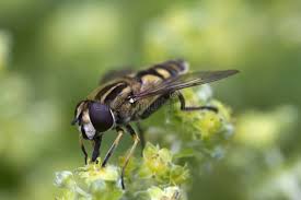 Attēlu rezultāti vaicājumam “Helophilus sp.”